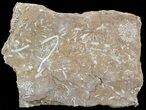 Ordovician Bryozoans (Chasmatopora) Plate - Estonia #49968-1